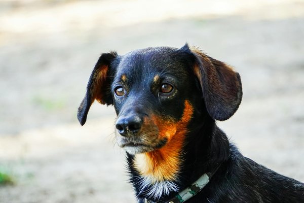 Guide complet pour le toilettage du chien