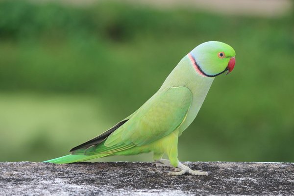 Comment gérer l'arrivée d'un chaton à la maison ?