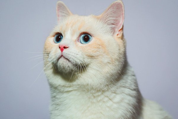 Guides pour identifier les animaux nocturnes