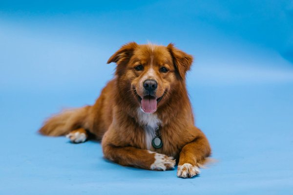 Lesabeillesbutineuses