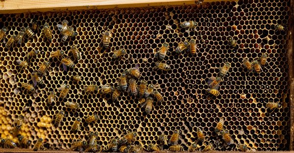 Ruche warré vitrée : un choix idéal pour les apiculteurs